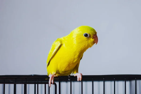 Raum Stand Ein Papagei Auf Einem Schwarzen Eisenkäfig — Stockfoto