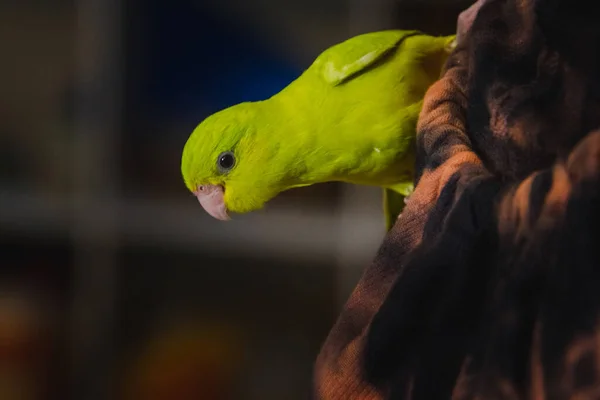 Папуга Форс Папуга Стоїть Тілі Дівчини Кімнаті — стокове фото