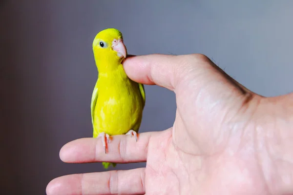 Forpus Papagaio Segurar Dedo Humano Com Fundo Claro — Fotografia de Stock