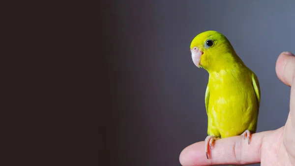 Forpus Papagei Hält Sich Menschlichen Finger Mit Klarem Hintergrund — Stockfoto