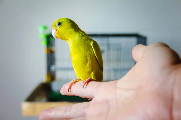 Forpus Papoušek Držet Lidský Prst Místnosti — Stock fotografie