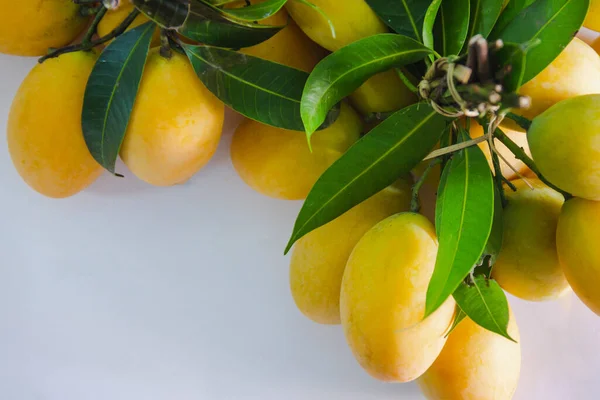 Marian Plum Adalah Bunched Dengan Tali Kayu Dengan Latar Belakang Stok Foto