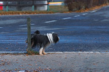 Sakallı çoban köpeği yolun kenarındaki tahta bir direğe işiyor. Toprak ıslak ve köpeğin gri-beyaz ıslak, uzun saçları var..