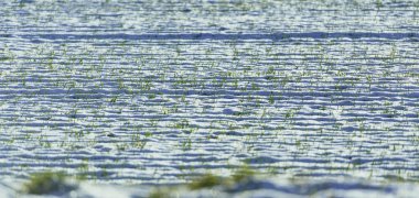 Güneş ışınlarıyla aydınlatılan karlı alan. Karda yeşil çimenler büyür. Güzel bir kar manzarası, yeşil çimenler ve gölgeler oyunu..