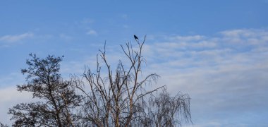 Bir ağacın tepesinde oturan kuş. Kuşun arkasında bulutlarla hafif noktalı mavi bir gökyüzü var. Kuş siyahtır..