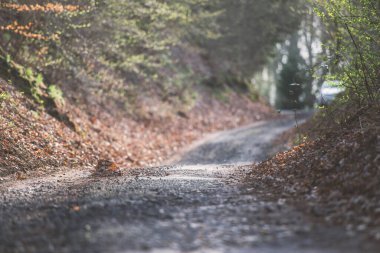 Ormandan geçen yol sola dönüyor. Virajın tepesinde park edilmiş bir araba var. Yolda bir yığın yaprak var. Işık huzmeleri ağaçların tepelerinden geçen yola düşer..