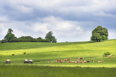 Bohem İsviçre 'nin güzel manzarası. Fotoğrafta bir çayır, ağaçlar ve inekler çayırda otluyor gökyüzü kara bulutlarla dolu..