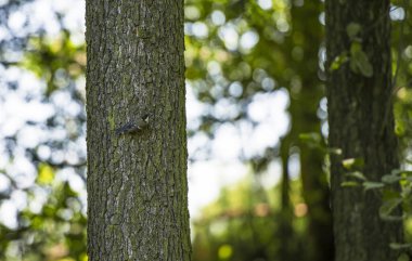 Fotoğrafta ormandaki bir ağaçta oturan bir kuş görülüyor. Kuş bir serçedir. Çevrede yeşil-sarı renkli dallar ve yapraklar var. Güneşli bir gün..