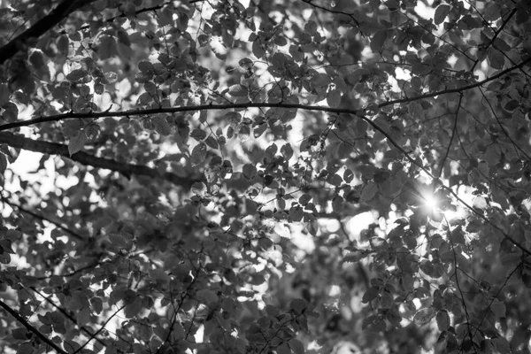 Photo Shows Leaves Crowns Trees Beautiful Sunny Day Sun Rays — Fotografia de Stock