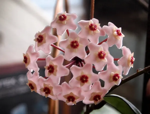 Hoya Fleshy Full Bloom All Its Colors Full Especially Pink — Stock Photo, Image