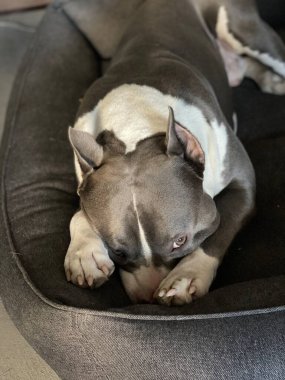 Mavi köpek Amerikan personeli teriyeri yumuşak yatağında uyur.