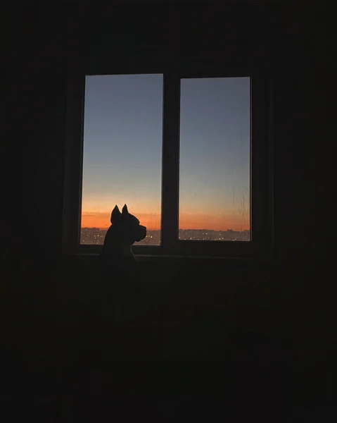 Perro Americano Staffordshire Terrier Mira Ventana Puesta Sol — Foto de Stock