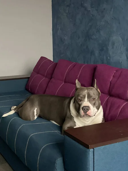 Anjing Lucu Staffordshire Terrier Beristirahat Sofa — Stok Foto