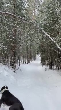 Amerikan Staffordshire Teriyeri köpeği kış ormanlarında sopayla koşar ve onunla oynar.