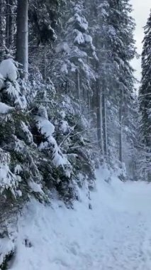 Karda dikey orman, kışın göl.