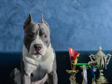 Kazanan kupa şampiyonuyla Köpek mavisi Amerikan personeli