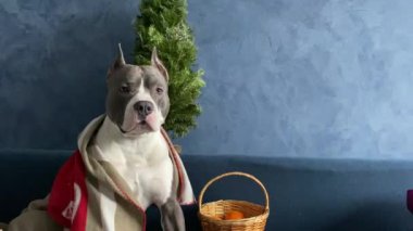 Şirin mavi köpek Amerikan personeli Pitbull koltukları mavi duvardaki Noel ağacının yanında.