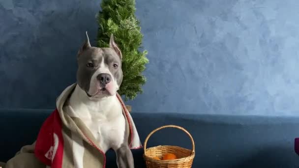 Leuke Blauwe Hond Amerikaanse Stafford Pitbull Stoelen Buurt Van Kerstboom — Stockvideo