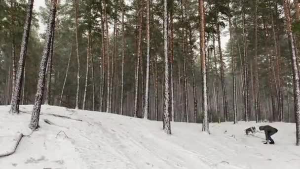 Walk Dog Snowly Winter Forest — Stockvideo