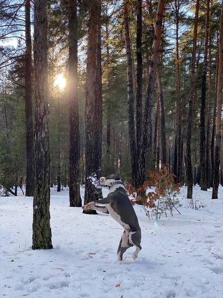 Adorable Dog American Staffordshire Terrier Breed Plays Snow Tree Winter — стоковое фото