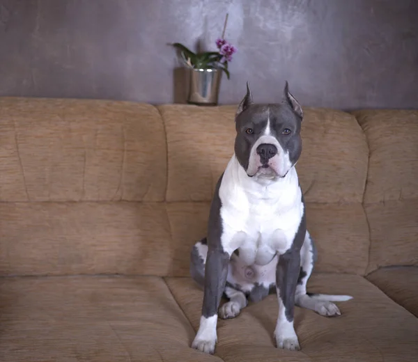 Hundeblaue Staffordshire Terrier Sitze Auf Dem Sofa — Stockfoto