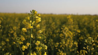 Kolza kolza tarlası sarı çiçekler ve mavi gökyüzü, Ukrayna bayrağı renkleri, Ukrayna tarım illüstrasyonu