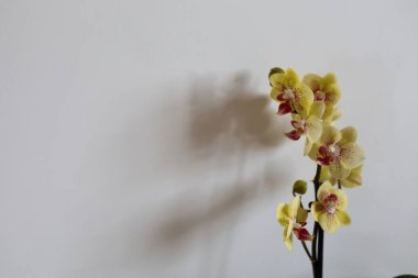 Beyaz arkaplanda metin için yeri olan sarı orkide penisi