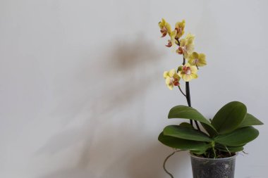 Beyaz arkaplanda metin için yeri olan sarı orkide penisi