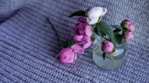 Mooie Roze Pioenrozen Bloemen Blauwe Achtergrond Top Verticaal Uitzicht — Stockfoto