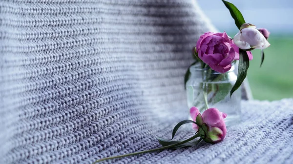 Mooie Roze Pioenrozen Bloemen Blauwe Achtergrond Top Verticaal Uitzicht — Stockfoto