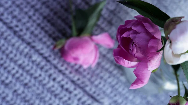 Mooie Roze Pioenrozen Bloemen Blauwe Achtergrond Top Verticaal Uitzicht — Stockfoto