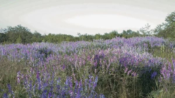 牧歌的な春の背景とライラック野生の花が草原にあります — ストック写真