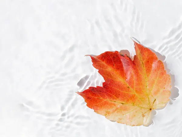 秋天的叶子飘浮在水面上 在白色的背景上 有复制的空间 最小的创意 平面自然概念 免版税图库照片