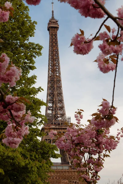 Icónica Torre Eiffel París Soleado Día Primavera Detrás Flores Cerezo —  Fotos de Stock