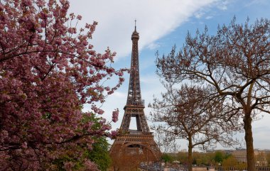 Paris 'teki ikonik Eyfel Kulesi güneşli bir bahar gününde Fransa' da kiraz çiçeklerinin arkasında..