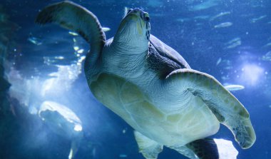 Mercan resifinin üzerinde yüzen yeşil deniz kaplumbağası. Deniz kaplumbağaları yasadışı insan faaliyetleri yüzünden tehdit altında..