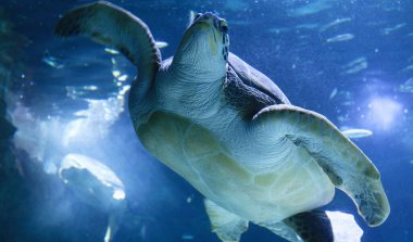 Green sea turtle swimming above a coral reef close up. Sea turtles are becoming threatened due to illegal human activities.