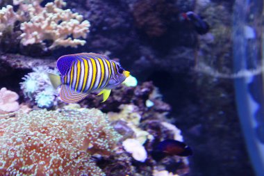 Melek balığı, kraliyet melek balığı, tropikal mercan resifinde diakanthus..