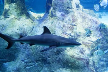 THE GREY REEF SHARK SWIMMING IN THE CLEAR OCEAN WATER