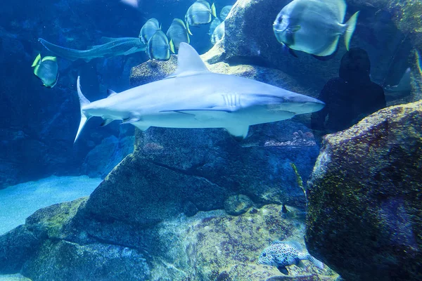 Rekin Rafowy Carcharhinus Melanopterus Pływający Nad Tropikalną Rafą Koralową — Zdjęcie stockowe