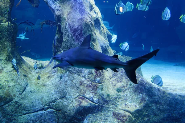 Grey Reef Shark Swimming Czystowej Wodzie Ocejskiej — Zdjęcie stockowe