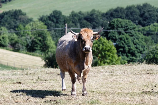 Fransız Aubrac Ineği Fotoğrafçıya Bakıyor Auvergne Bölgesi Fransa — Stok fotoğraf