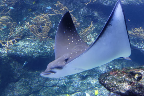 Stingray Nada Bajo Agua Azul Primer Plano Stingray Través Ventana — Foto de Stock