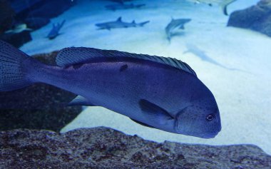 Dev orfoz balığı ya da kahverengi benekli balık güneş ışığıyla yeşil deniz suyunun altında yüzüyor..