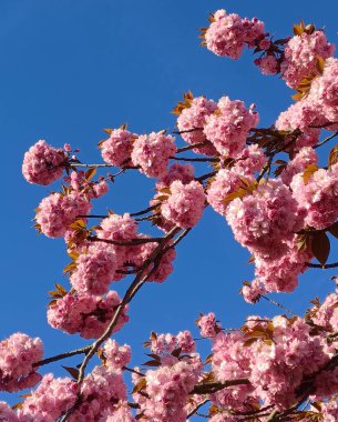 Branch of the cherry blossoms against the blue sky as background.