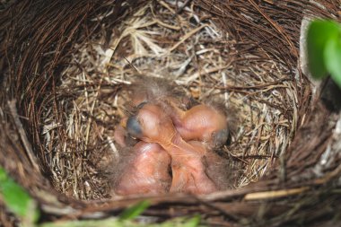3 pajaritos recien nacidos en el nido esperando a la madre para comer gusanos 