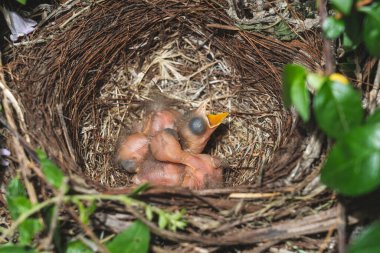 3 pajaritos recien nacidos en el nido esperando a la madre para comer gusanos 
