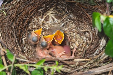 3 pajaritos recien nacidos en el nido esperando a la madre para comer gusanos 