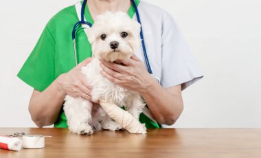 Köpeğim Guss 'la veterinerde, Bichon Maltese White cins
