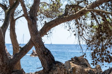 Green landscape of the coast in the sea, summer vacation period in the sea with blue waters and trees